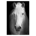 Animal Canvas Wall Art - Centennial