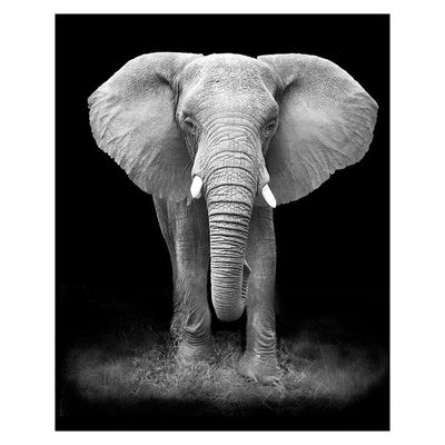 Animal Canvas Wall Art - Centennial 